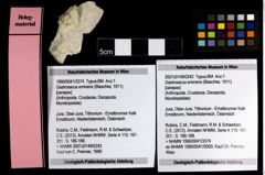 Foto (Objekt + Etiketten) von Gastrosacus eminens (Blaschke, 1911) 
